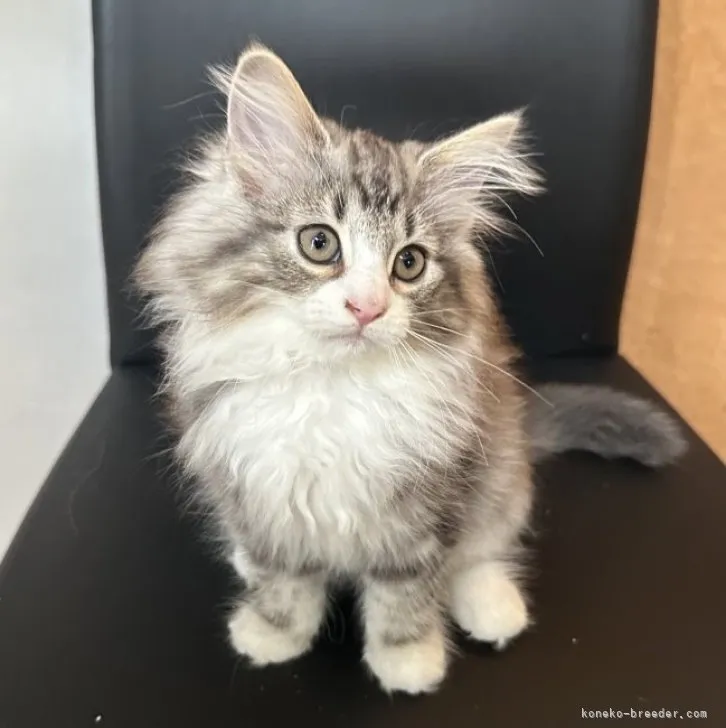 ID:2308-02356の子猫