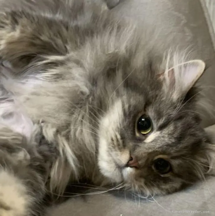 ID:2207-02103の子猫