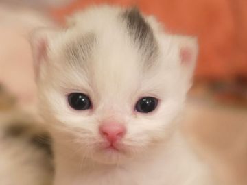 スコティッシュフォールド(折れ耳)【東京都・男の子・2017年11月4日・ブルーアンドホワイトバン（ロングヘアー）】の写真「両親ともICCチャンピオン」