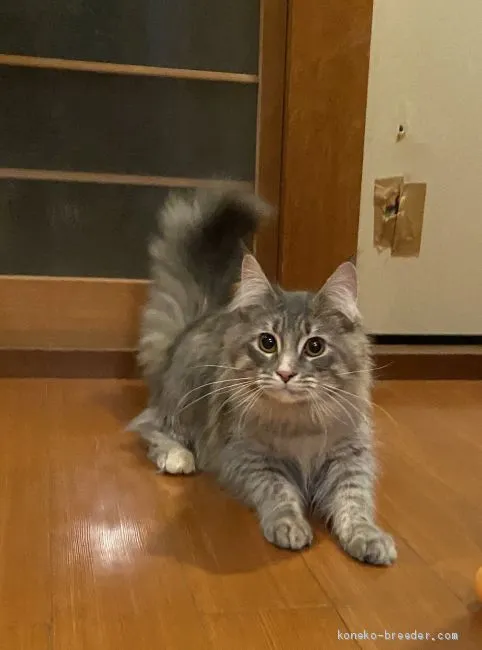 ID:1907-01533の子猫