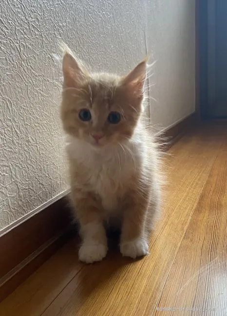 ID：2007-01527の子猫