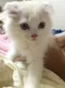 スコティッシュフォールド【奈良県・男の子・2014年5月5日・カメオ】の写真1