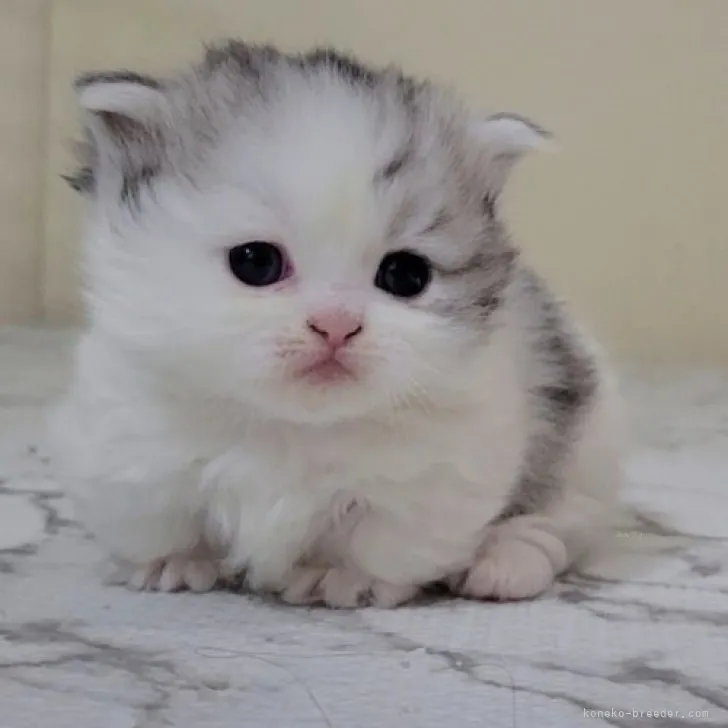 ID:2310-02117の子猫