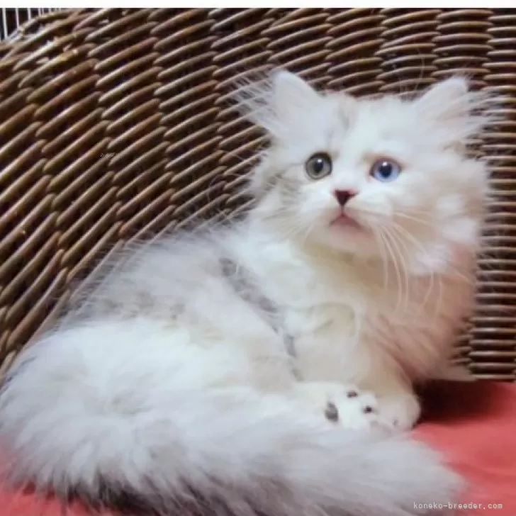 ID：2409-01216の子猫