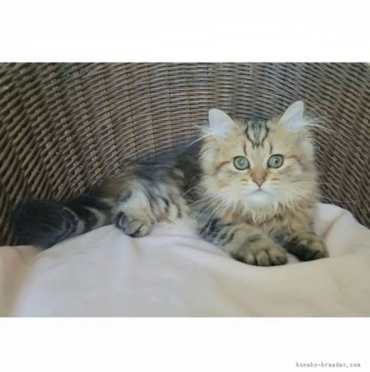 ID：2305-03495の子猫