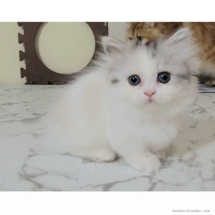 ID:2311-02261の子猫