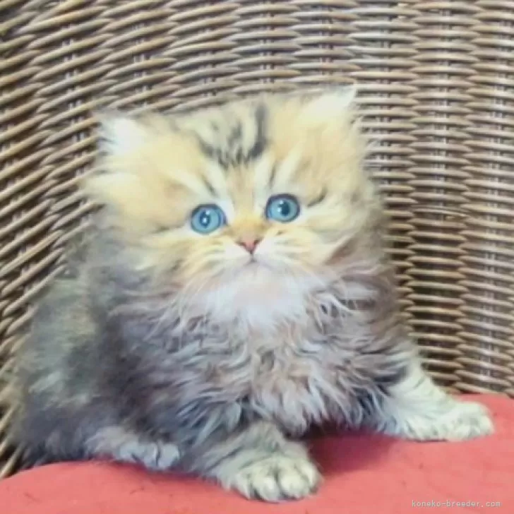 ID:2411-02915の子猫