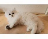 ペルシャ(チンチラ)【千葉県・女の子・2023年5月10日・チンチラシルバー】の写真3「7/13撮影♡」