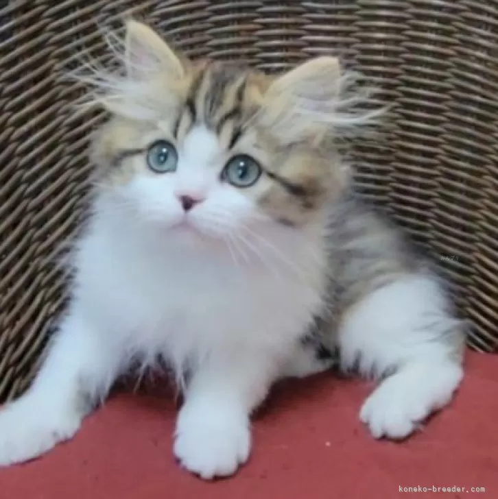 ID:2502-01095の子猫