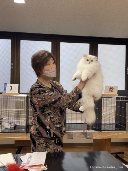 ニコちゃんがキャットショー初参加写真｜長田　智輝(ながた　ともき)ブリーダー(東京都・ブリティッシュロングヘアなど・TICA/WCF登録)の紹介写真5