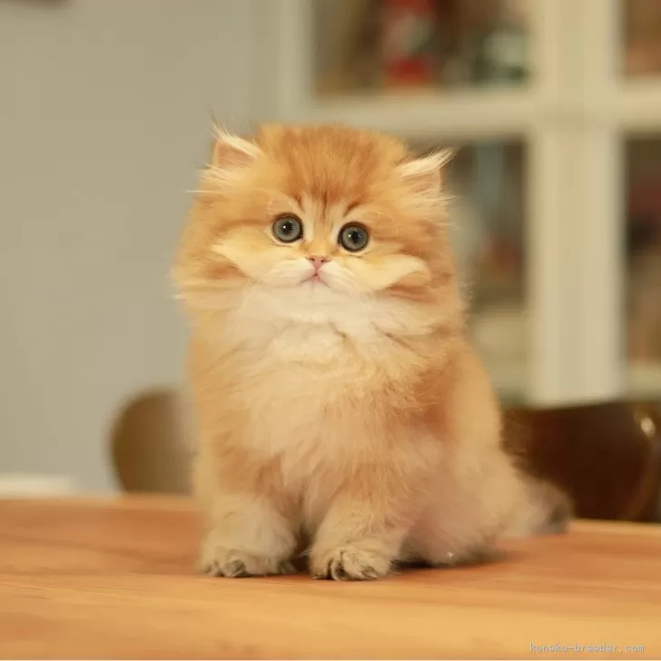 Piano 様のお迎えした子猫
