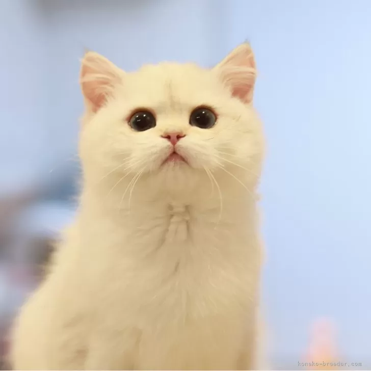 ID:2412-00542の子猫