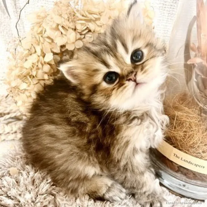 ID:2310-00304の子猫