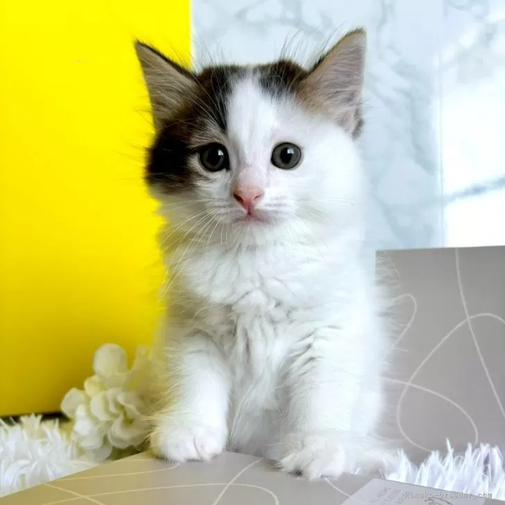 ID:2405-02077の子猫