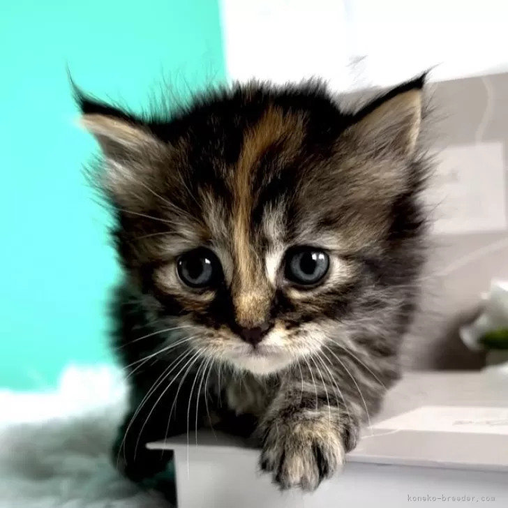 ID:2406-03630の子猫