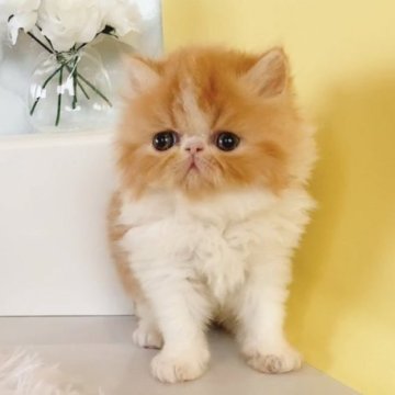 エキゾチックショートヘアの子猫を探す｜ブリーダー直販の子猫販売