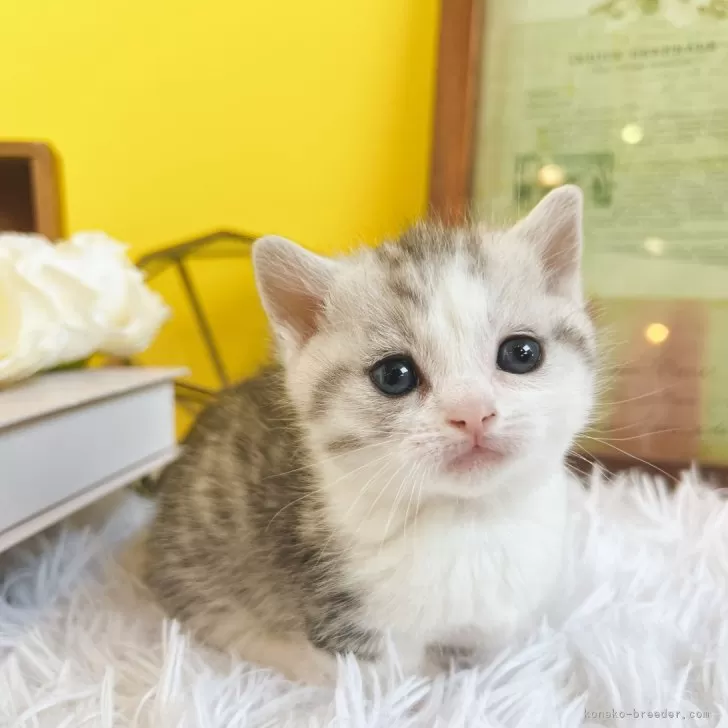 ID:2503-00672の子猫