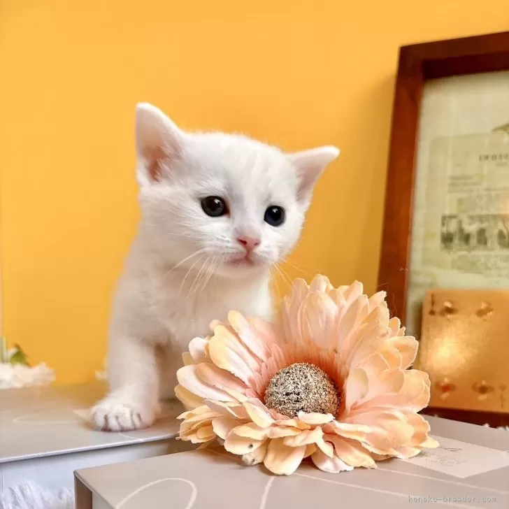 ID:2412-01675の子猫