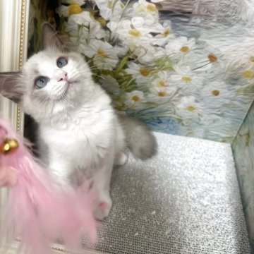 ラグドール【大阪府・女の子・2025年5月24日・ブルーポイントバイカラー】の写真「人が大好きで、猫ちゃんも大好きです!」