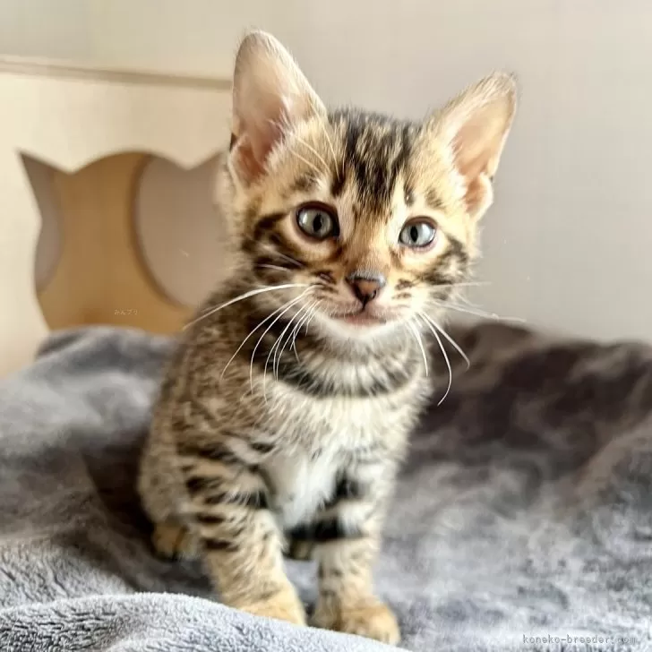 ID:2404-02306の子猫