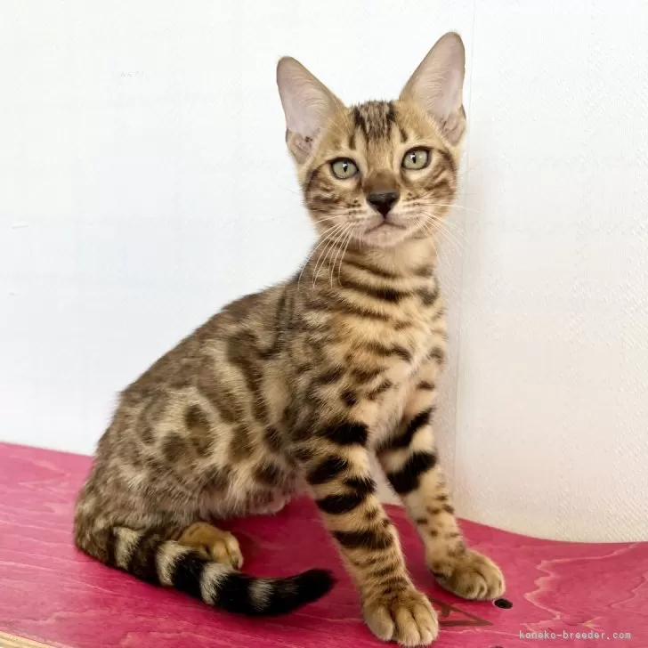 ID:2410-00243の子猫