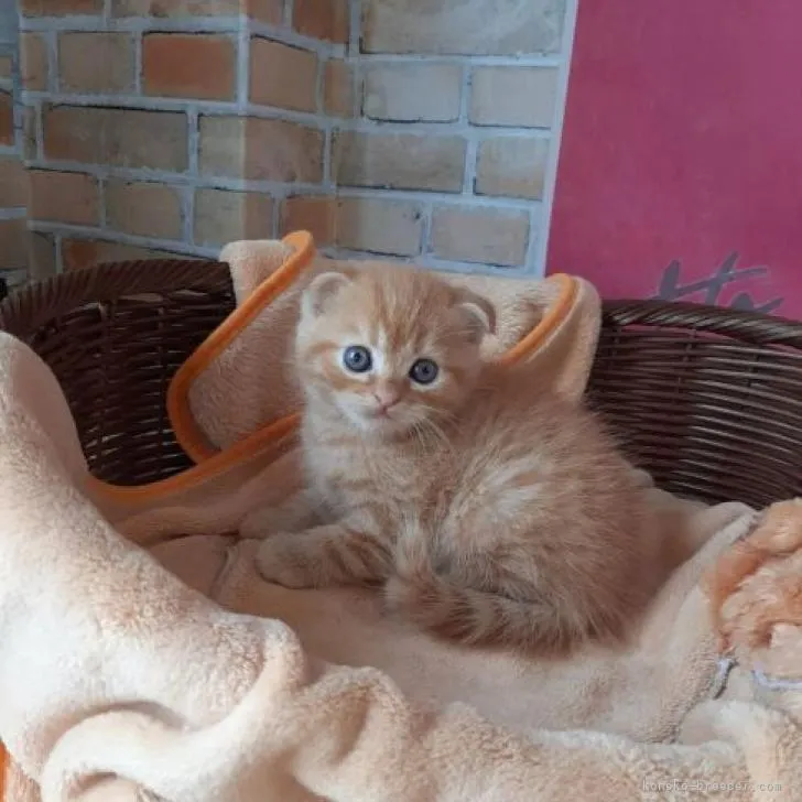 ID:2209-00220の子猫
