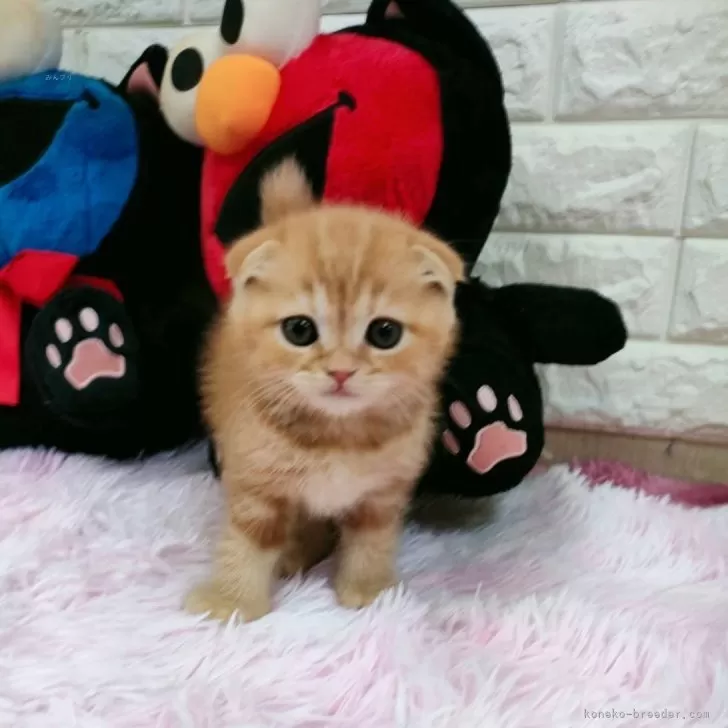 ID:2405-03700の子猫
