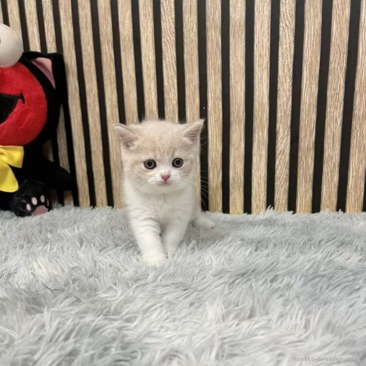 ID:2410-03270の子猫
