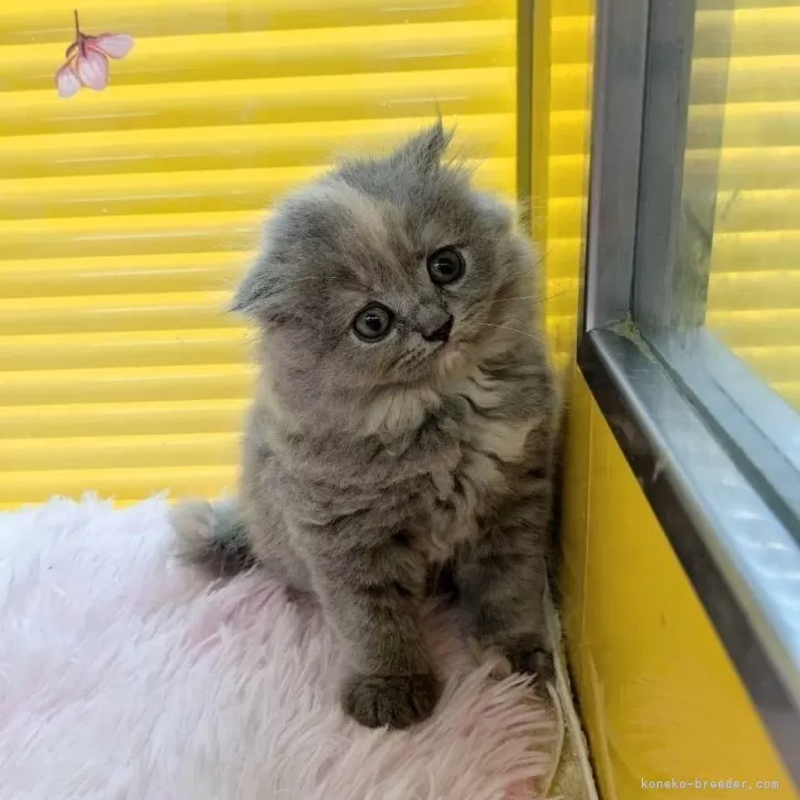 ID:2408-00594の子猫