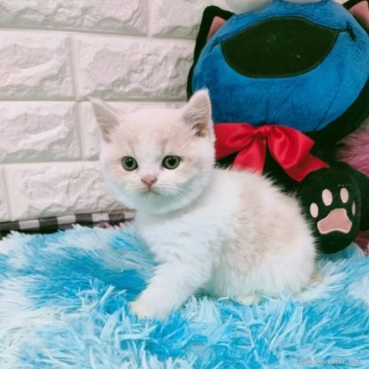 ID:2312-00721の子猫