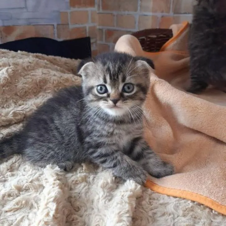 ID:2209-00212の子猫