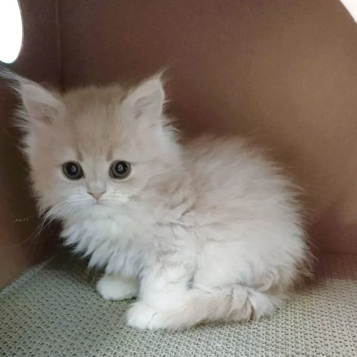 C.O 様のお迎えした子猫