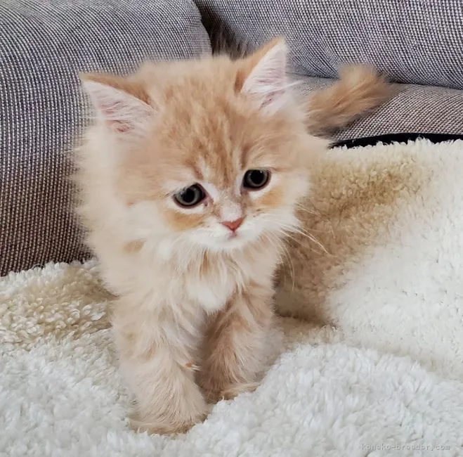 ID:2105-01052の子猫
