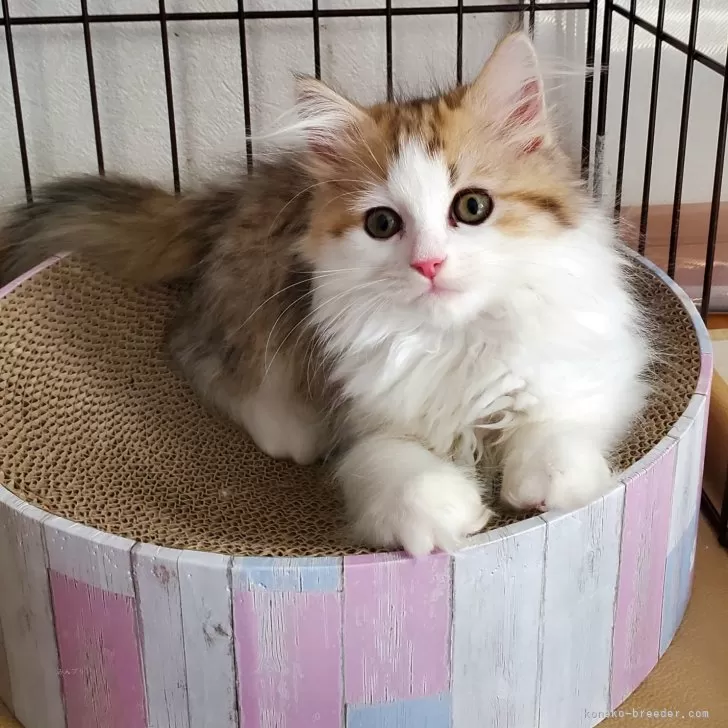 ID:2409-03272の子猫