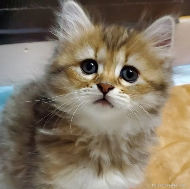 ID:2303-02644の子猫