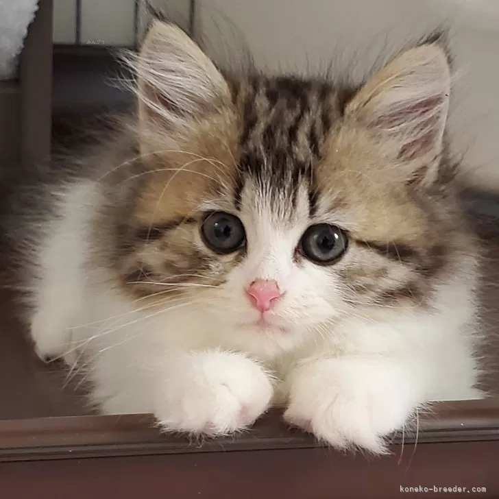 ID:2408-00691の子猫