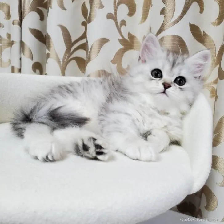 ID:2212-00173の子猫