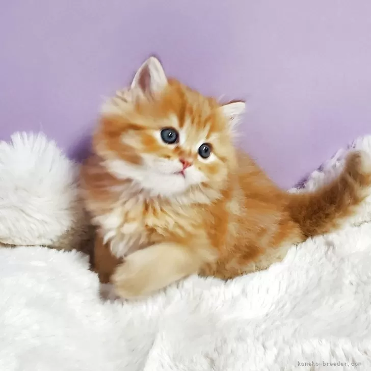 ID:2504-01920の子猫