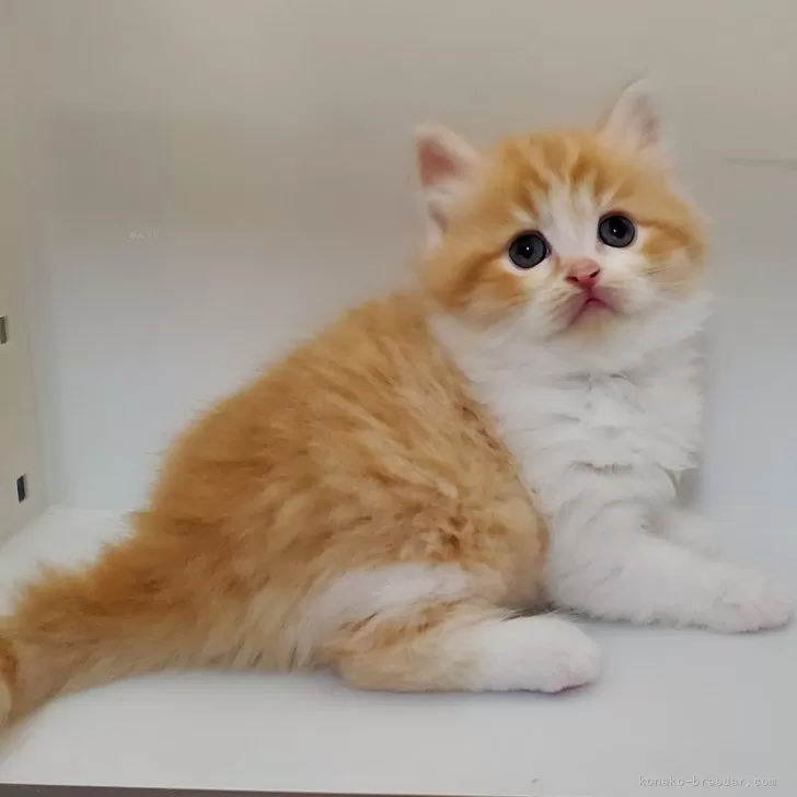 ID:2503-02601の子猫
