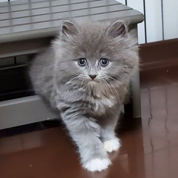 サイベリアン【静岡県・女の子・2025年2月12日・ブルータビー】の写真「穏やかで優しい女の子♡」