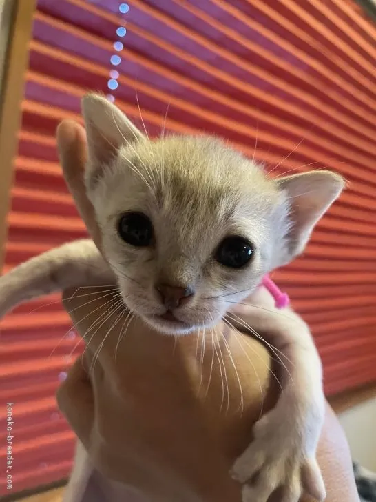 ID:2105-01372の子猫