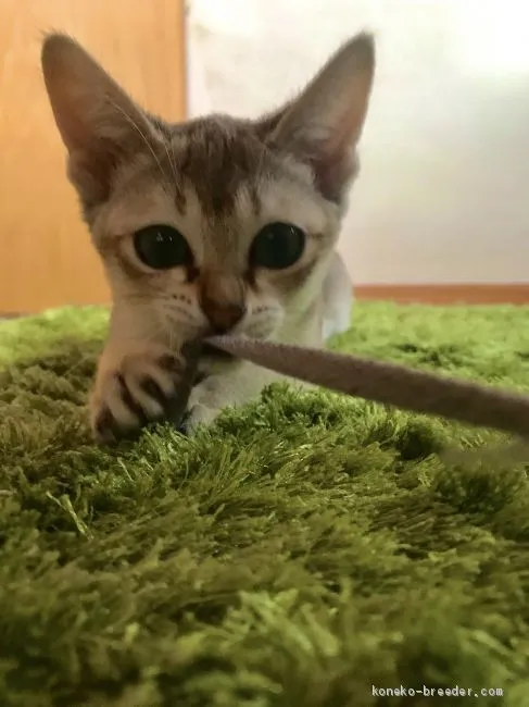 コッコ 様のお迎えした子猫