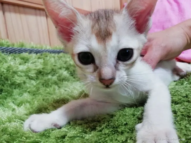 am 様のお迎えした子猫
