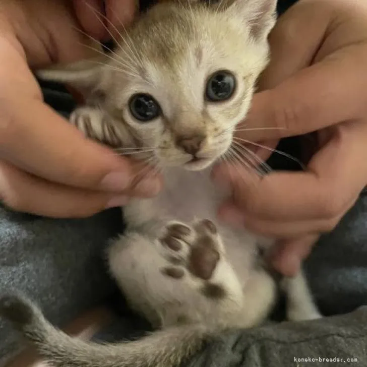 ID:2210-01251の子猫