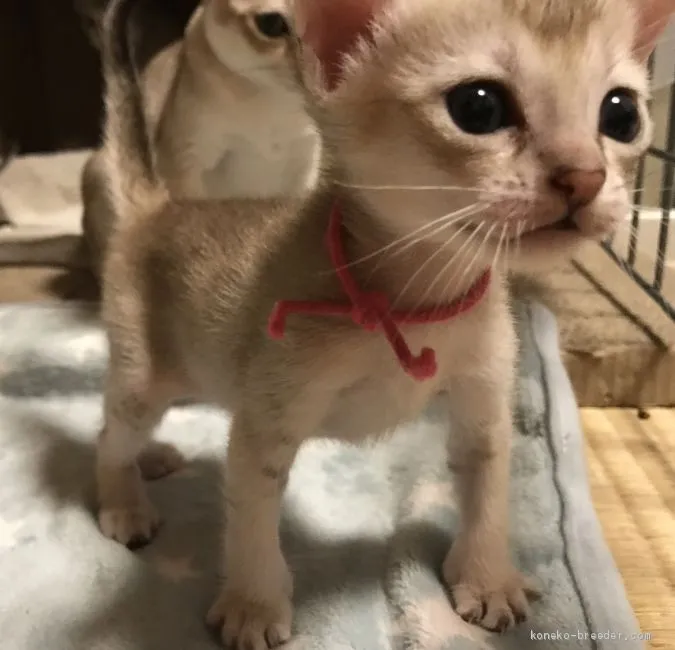 K-H 様のお迎えした子猫
