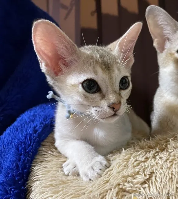 にいな 様のお迎えした子猫