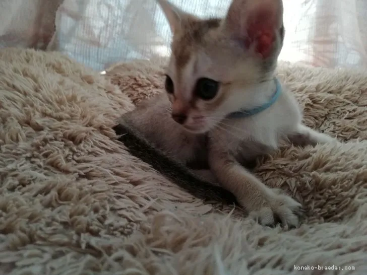 ひっすーのパパ 様のお迎えした子猫