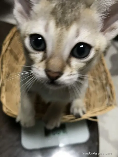 バッカス 様のお迎えした子猫