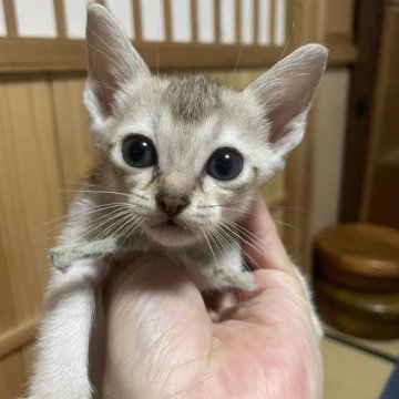 シンガプーラ【広島県・女の子・2024年5月17日・セピアアグーチ】の写真「可愛い女の子⭐︎」