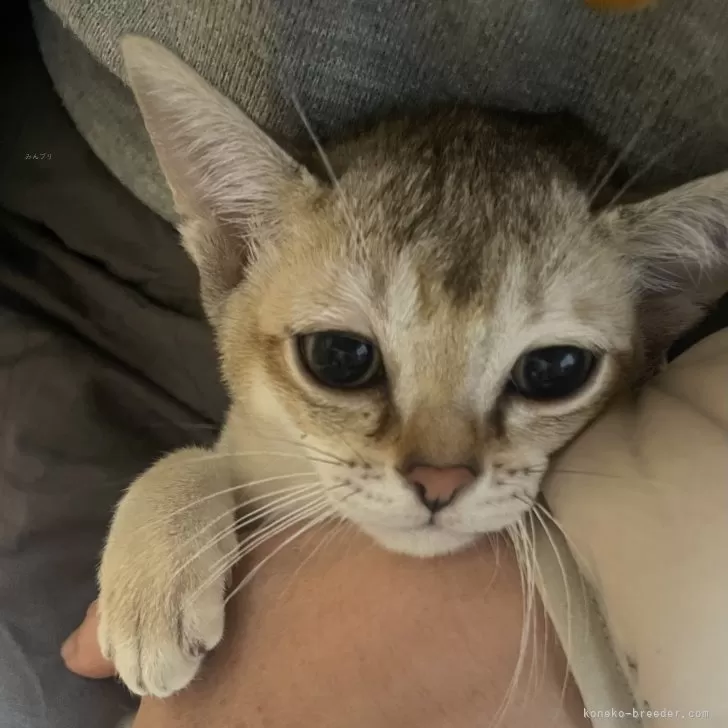 ID:2412-02334の子猫